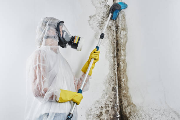 Best Affordable Mold Removal  in Santa Rita Ranch, TX