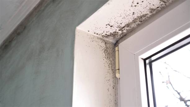 Best Local Mold Removal Service  in Santa Rita Ranch, TX