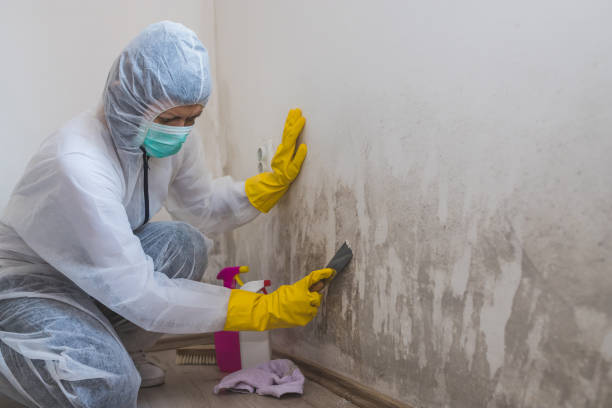 Mold Removal and Inspection in Santa Rita Ranch, TX