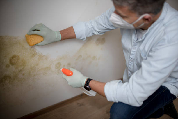 Best Same-Day Mold Removal  in Santa Rita Ranch, TX