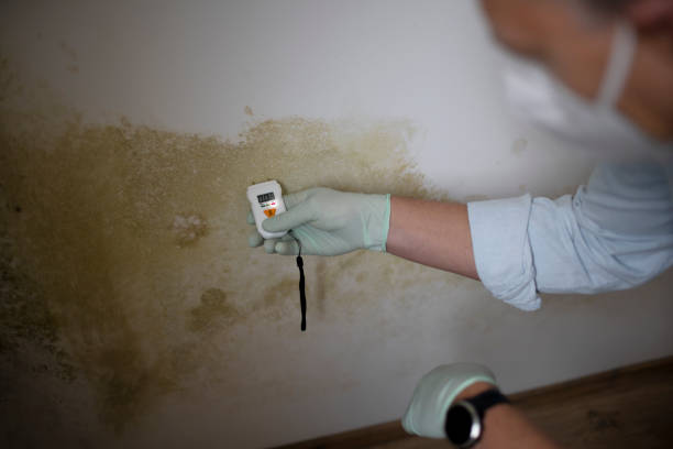 Best Toxic Mold Removal  in Santa Rita Ranch, TX