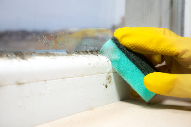 Best Emergency Mold Removal  in Santa Rita Ranch, TX