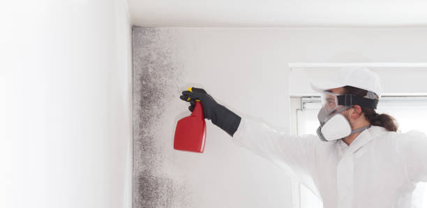Mold Removal Process in Santa Rita Ranch, TX
