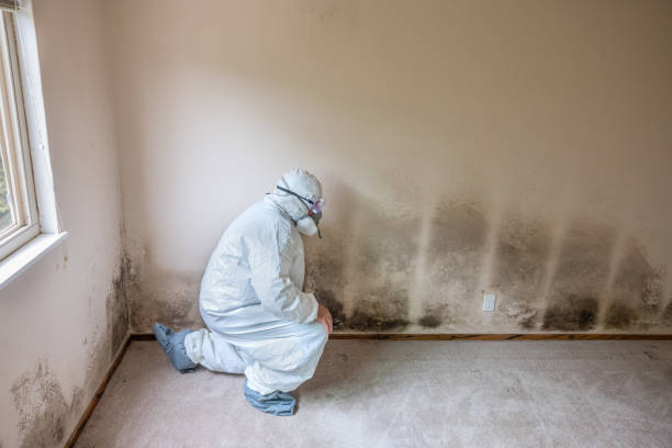 Best Toxic Mold Removal  in Santa Rita Ranch, TX