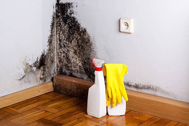 Trusted Santa Rita Ranch, TX Mold Removal Experts