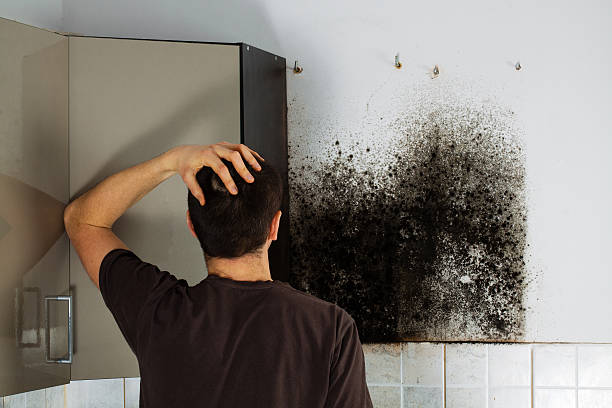 Best Mold Removal Near Me  in Santa Rita Ranch, TX